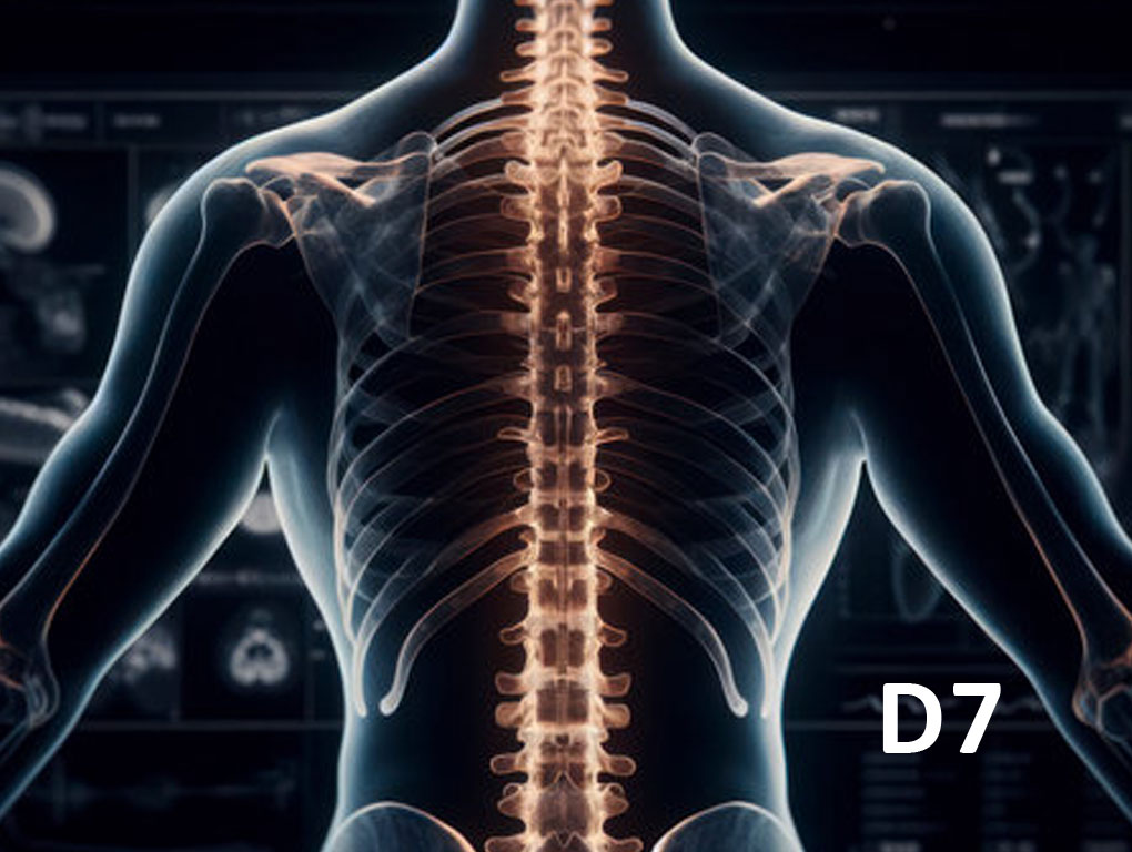 La vertèbre dorsale D7